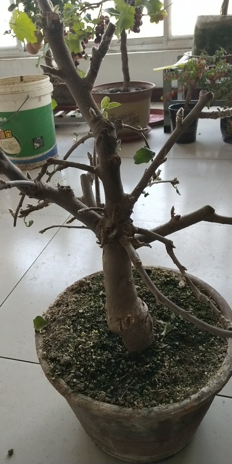 盆景苹果直径五公分以上高七十到一米