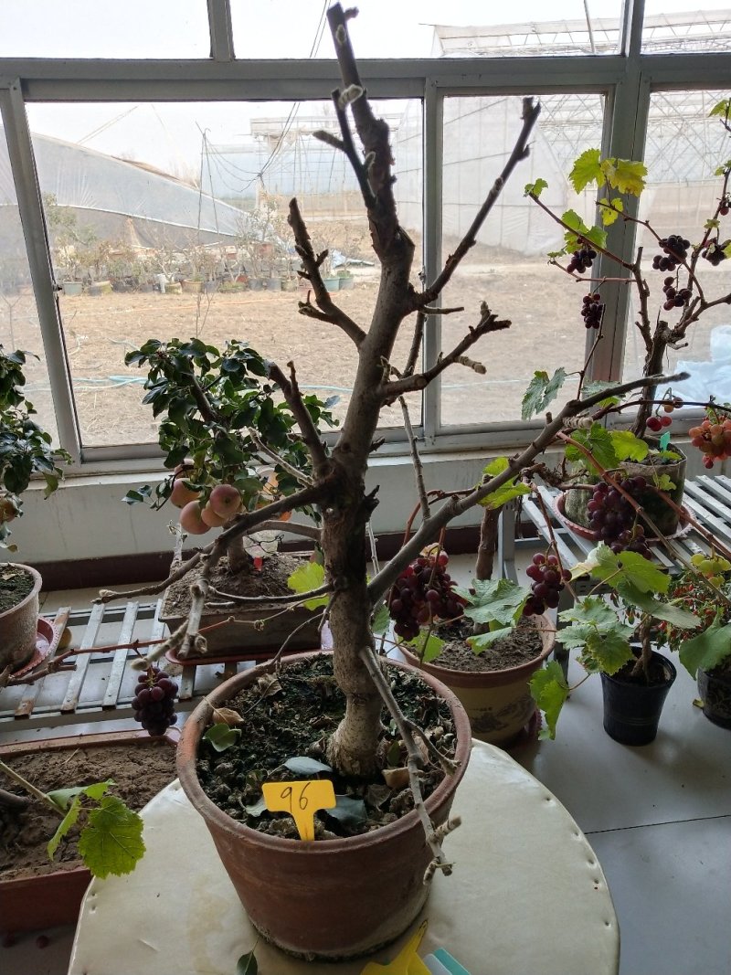 盆景苹果直径五公分以上高七十到一米