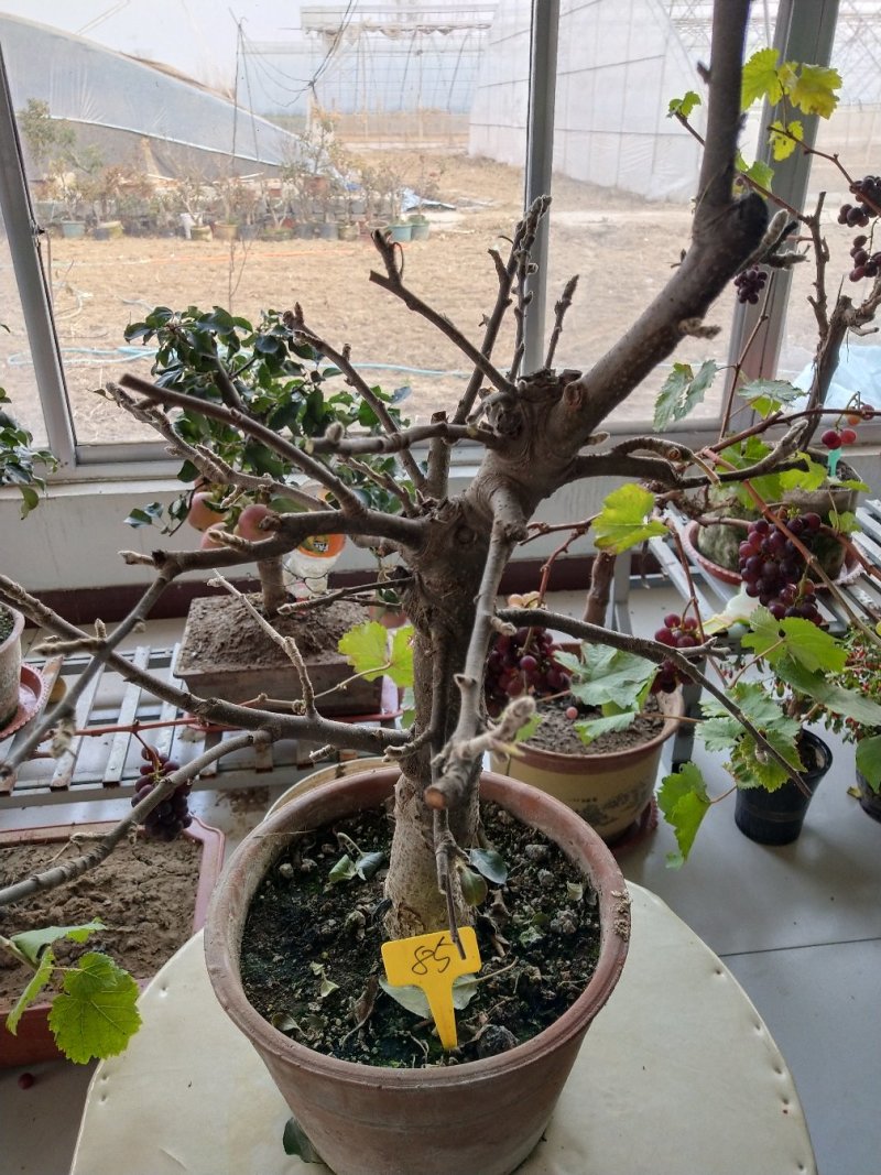 盆景苹果直径五公分以上高七十到一米