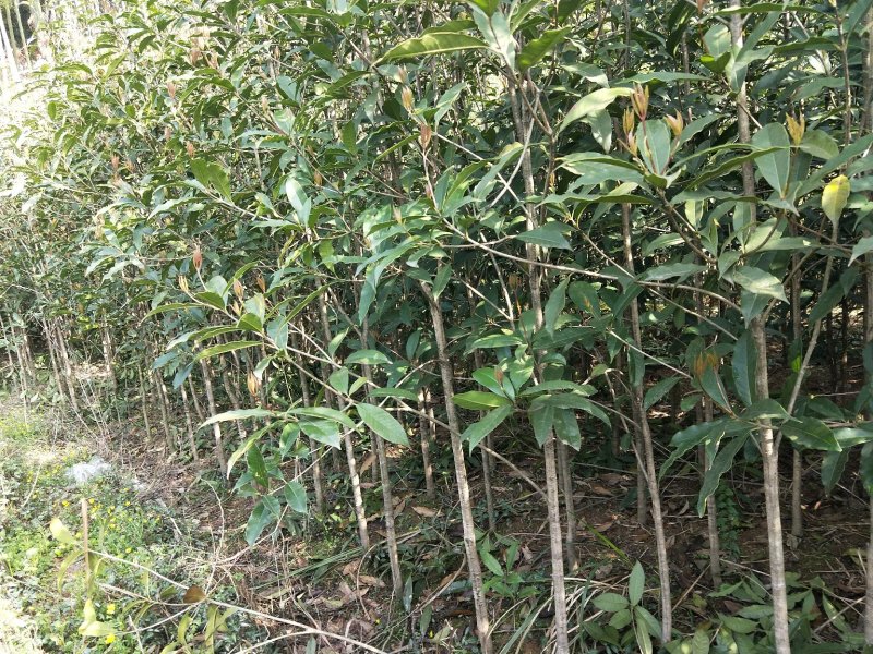 1--------2公分桂花树