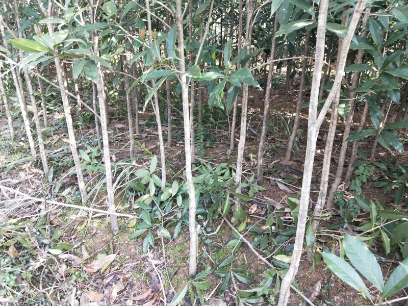 1--------2公分桂花树