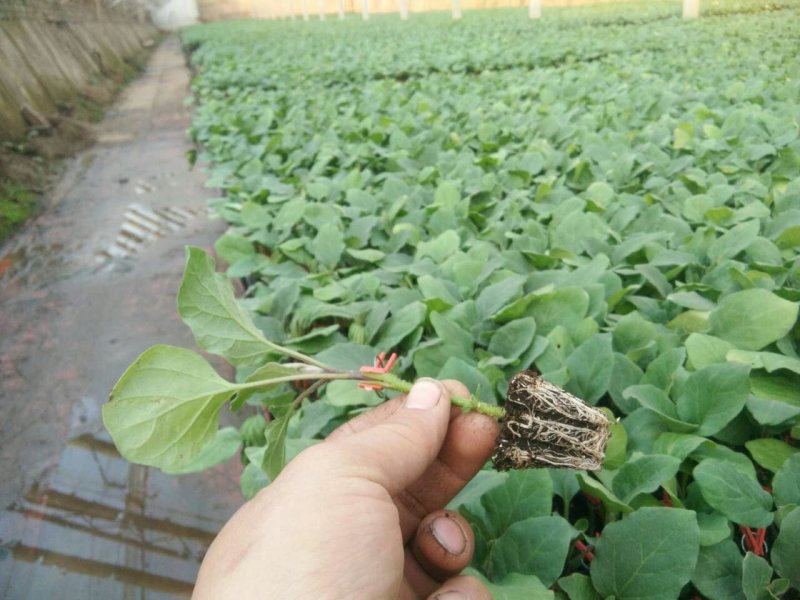 765/烧烤茄/紫把长茄/圆茄/绿罐茄等各种优质茄苗