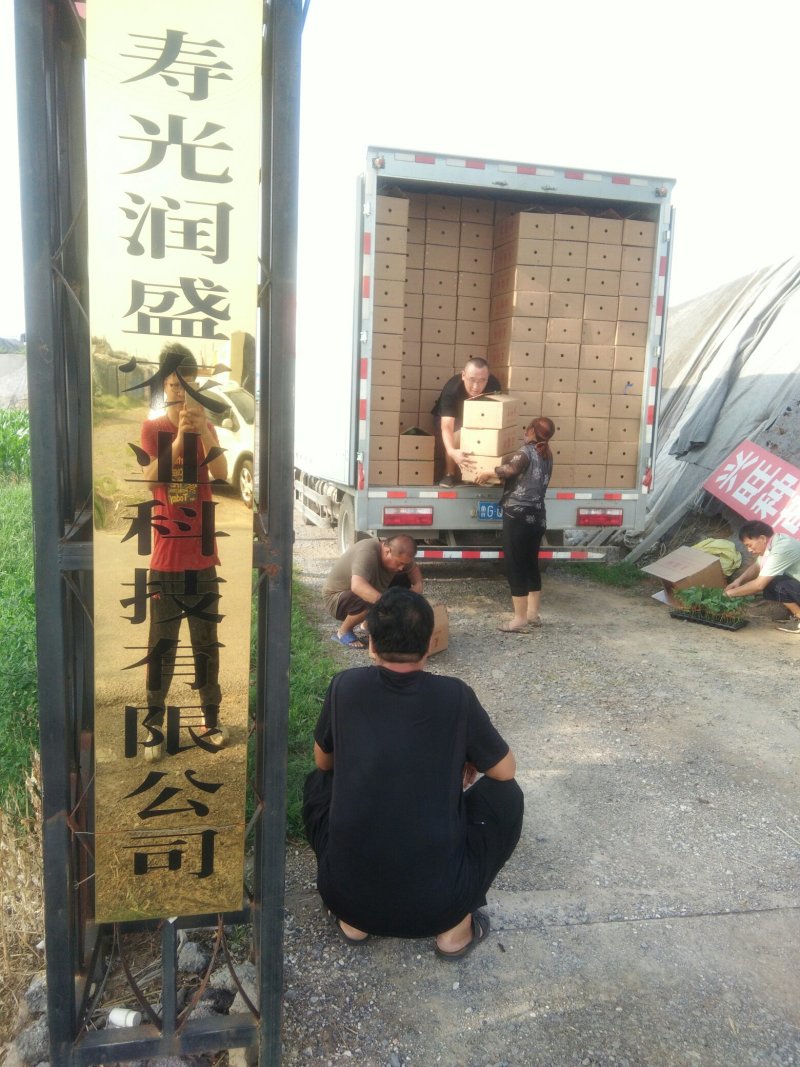 765/烧烤茄/紫把长茄/圆茄/绿罐茄等各种优质茄苗