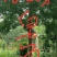 皂角