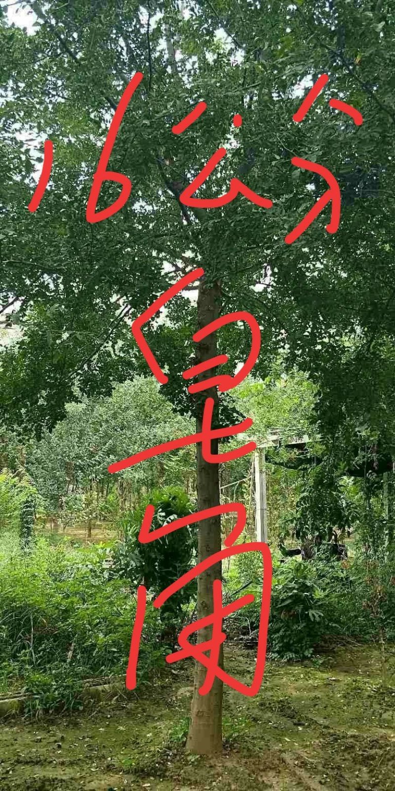 皂角