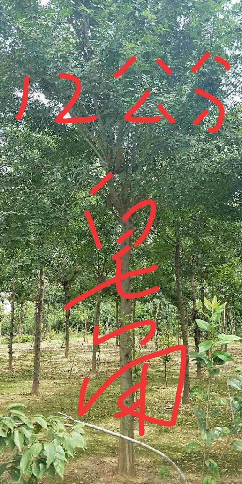 皂角