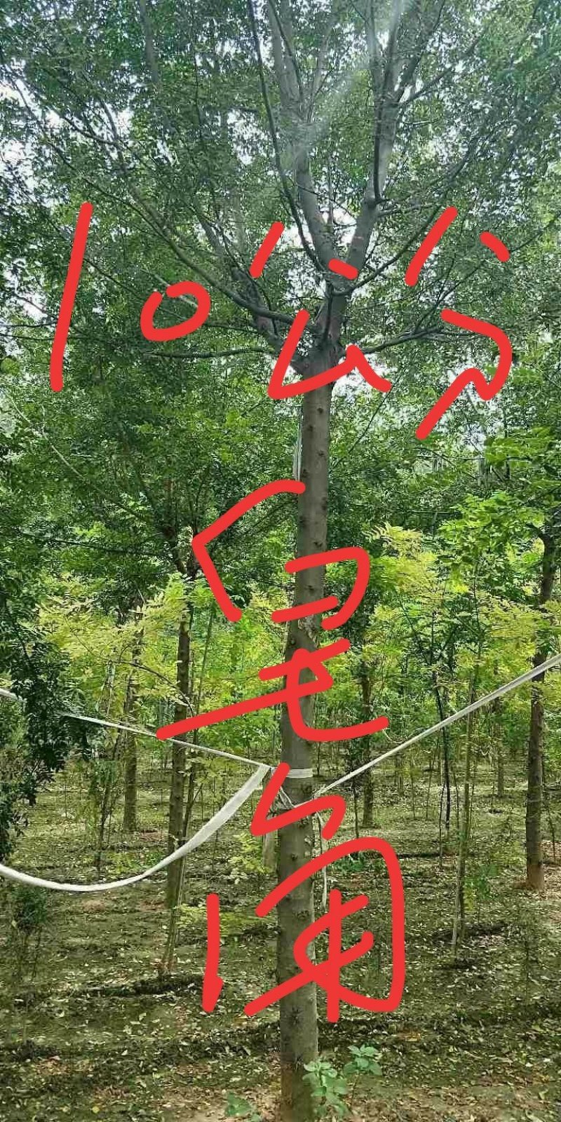 皂角