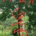 皂角