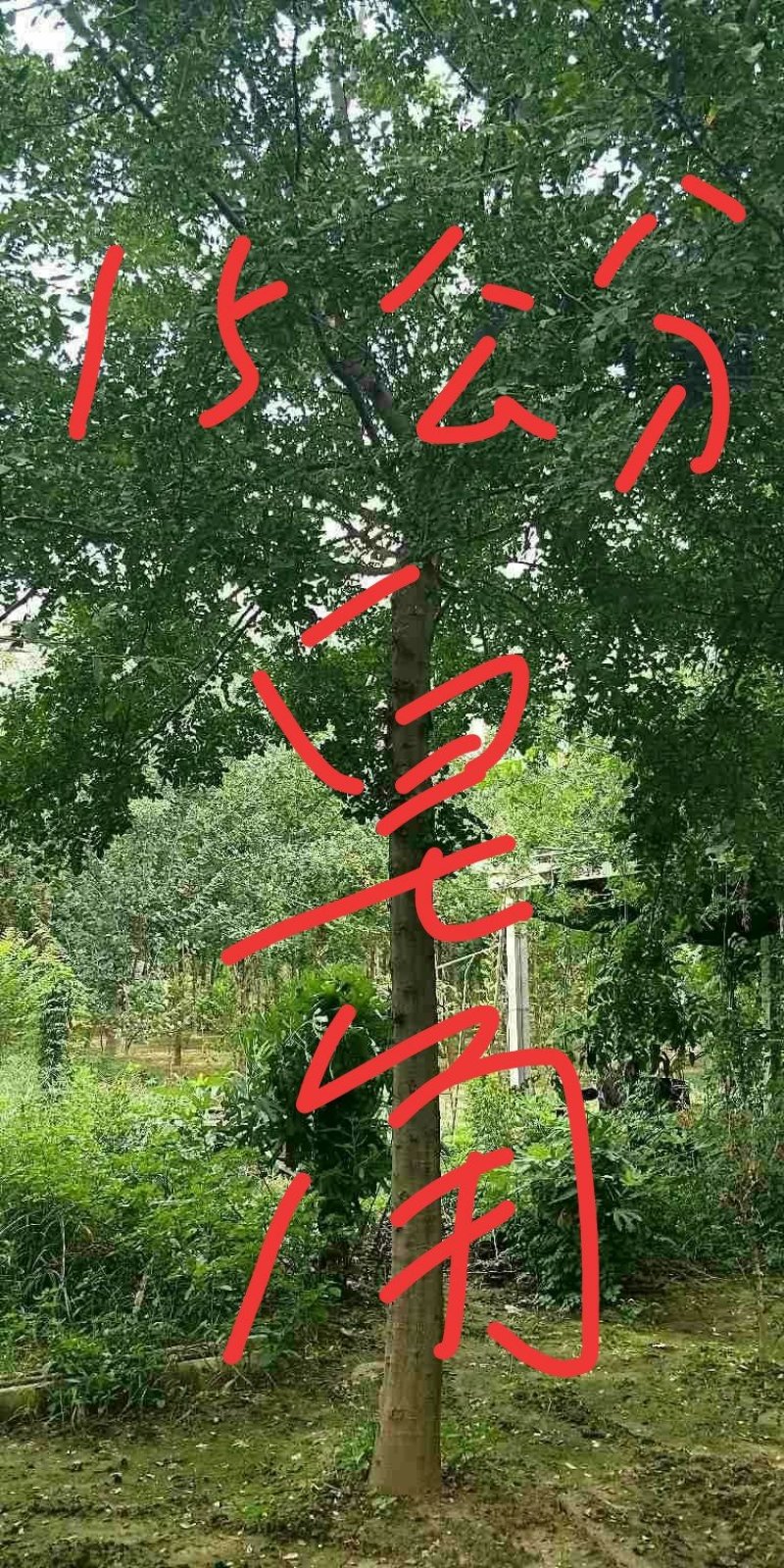 皂角