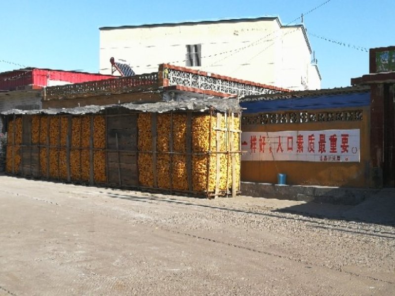 玉米