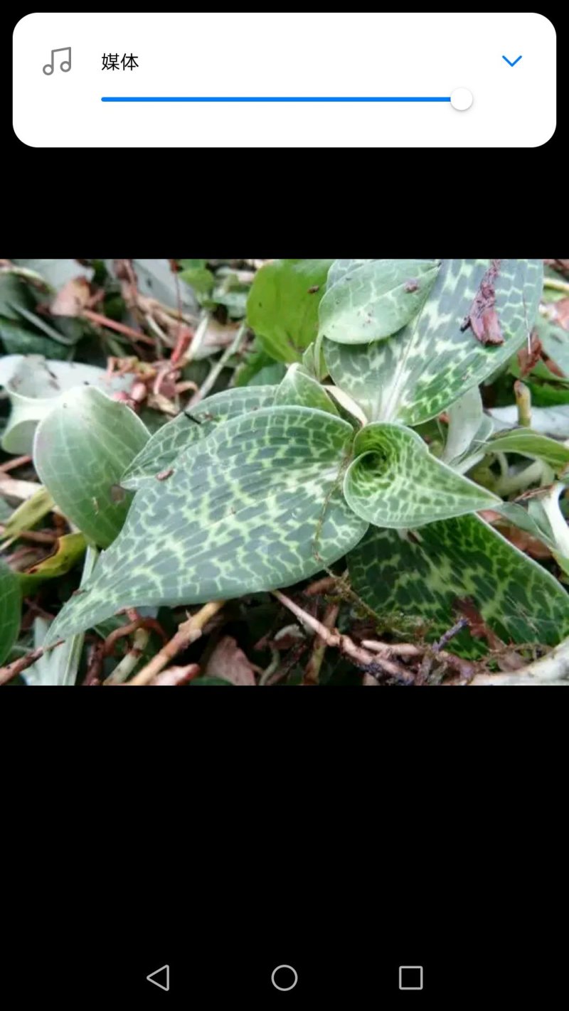 斑叶兰，银线莲
