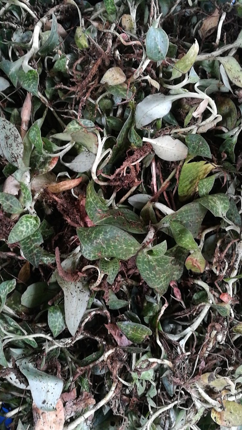 斑叶兰，银线莲