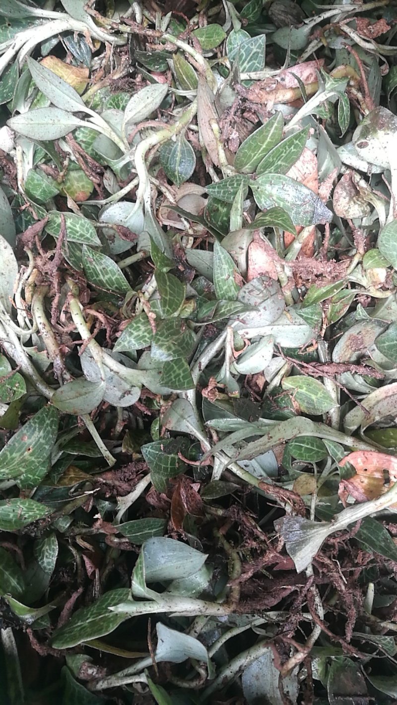 斑叶兰，银线莲