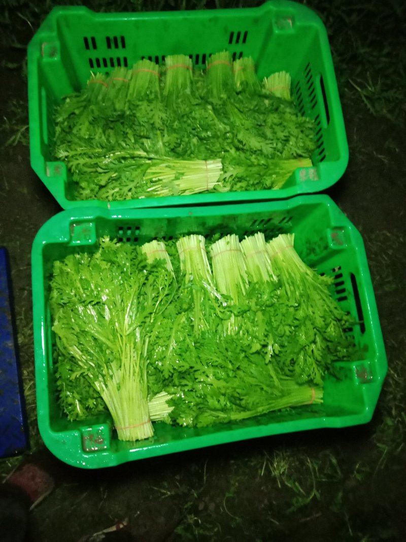 芹菜，茼蒿