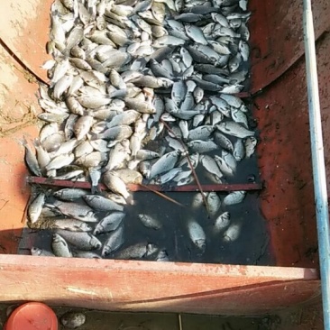 水库野生大鲫鱼