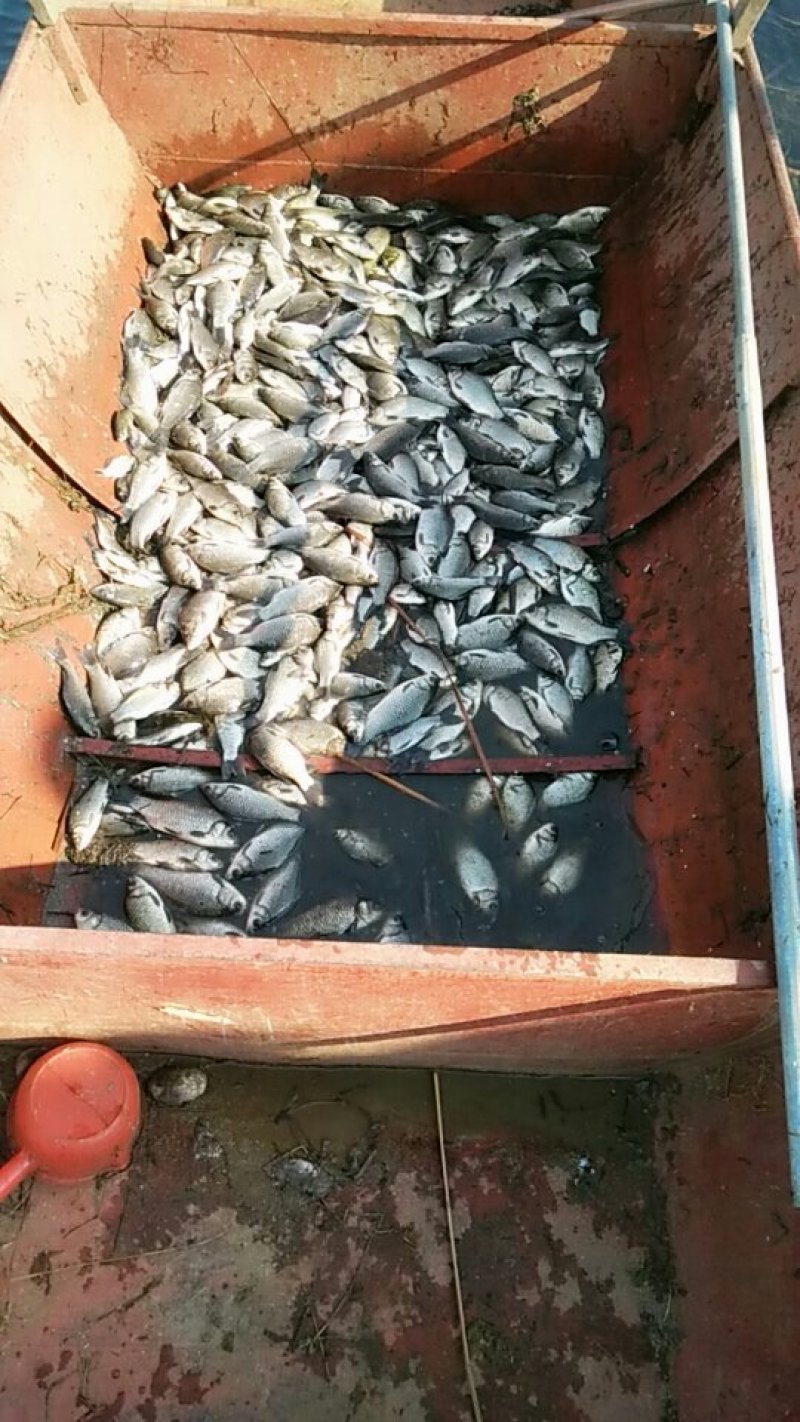 水库野生大鲫鱼