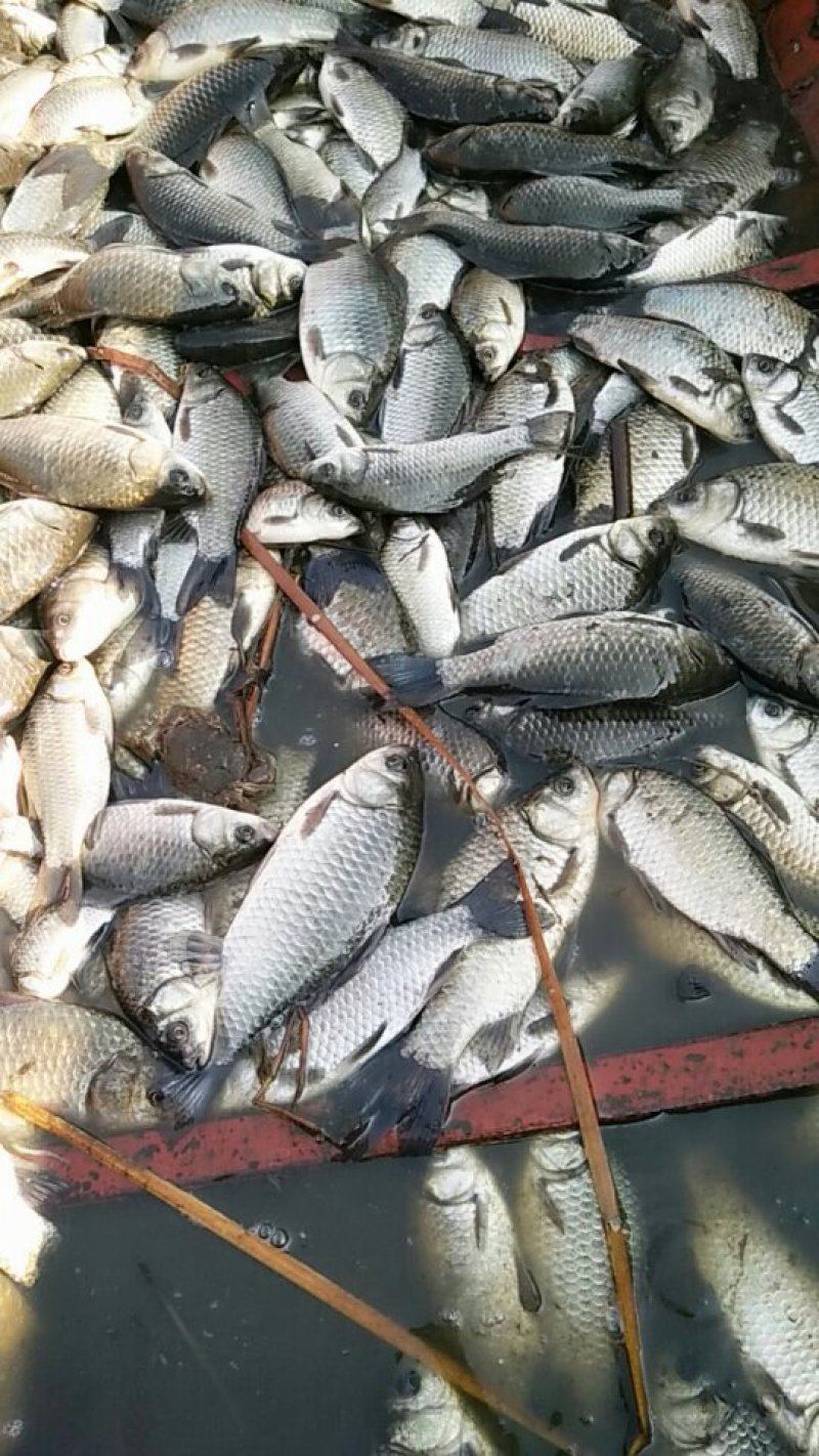 水库野生大鲫鱼