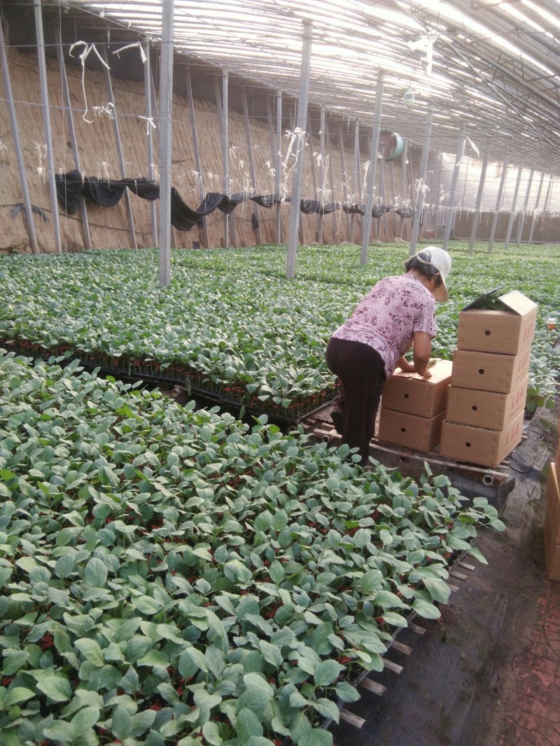 布利塔长茄≥60天抗病高产生长快嫁接11年预订更优惠