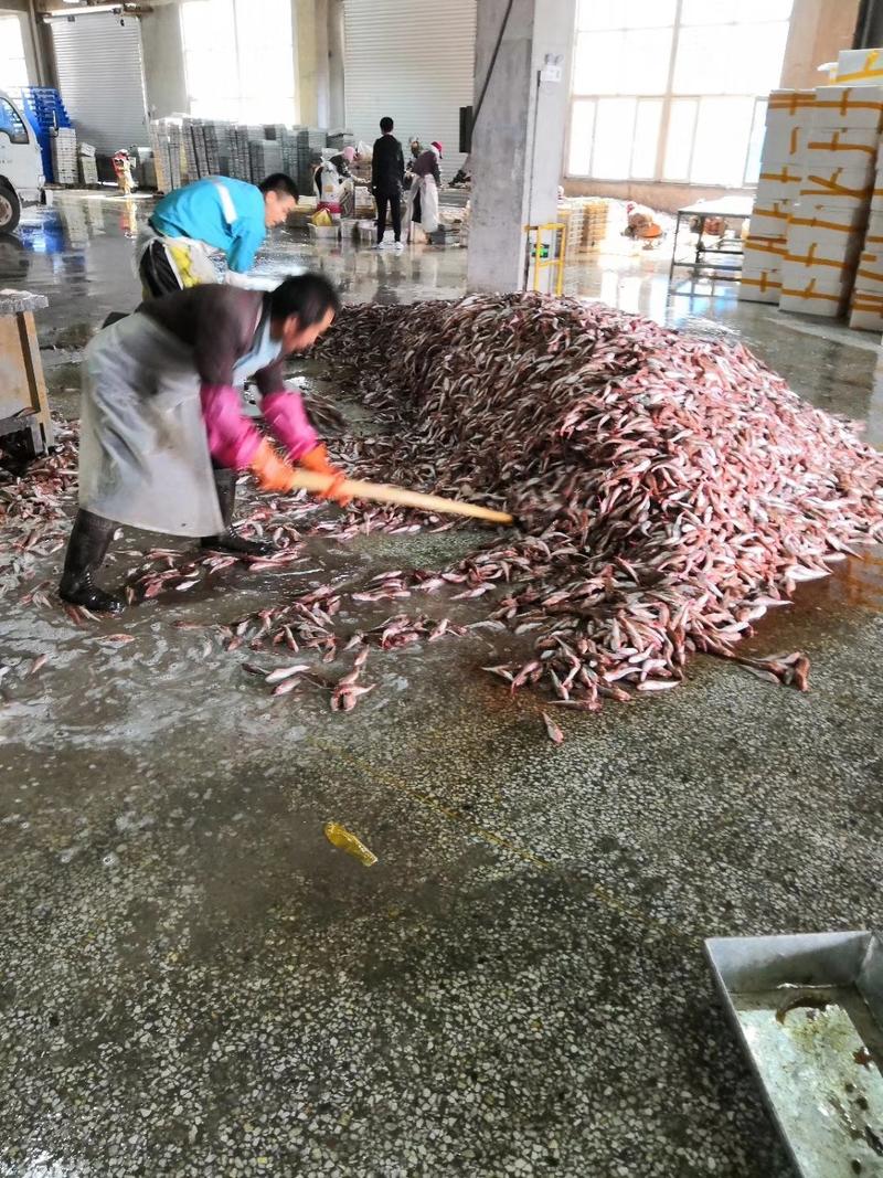 国产红头鱼红娘鱼去头红头鱼全规格齐全质量无忧检疫常年供货