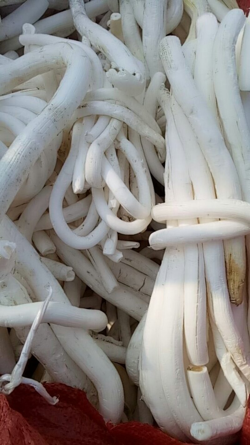 大通草
