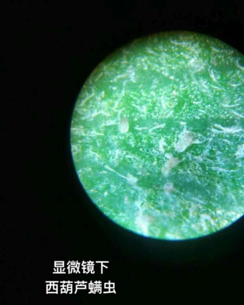 手机显微镜