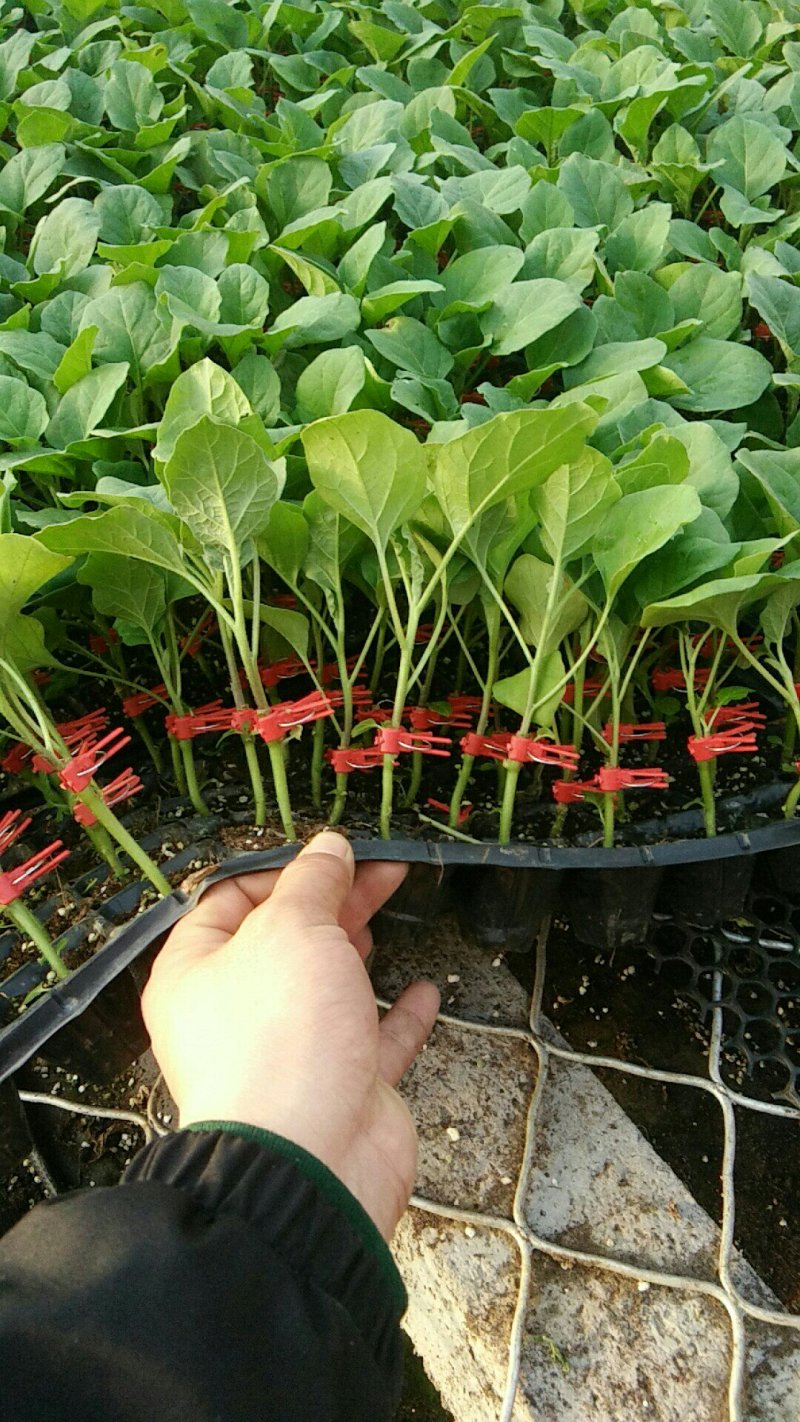 102188长茄苗60天抗病耐寒不红头硬度高