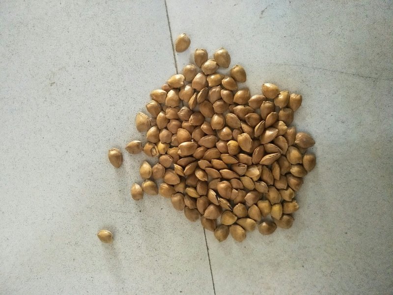 开口杏核，五香，奶香，小龙。。。。。。。