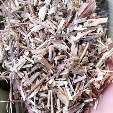 荆芥，中药材荆芥，荆芥中药材