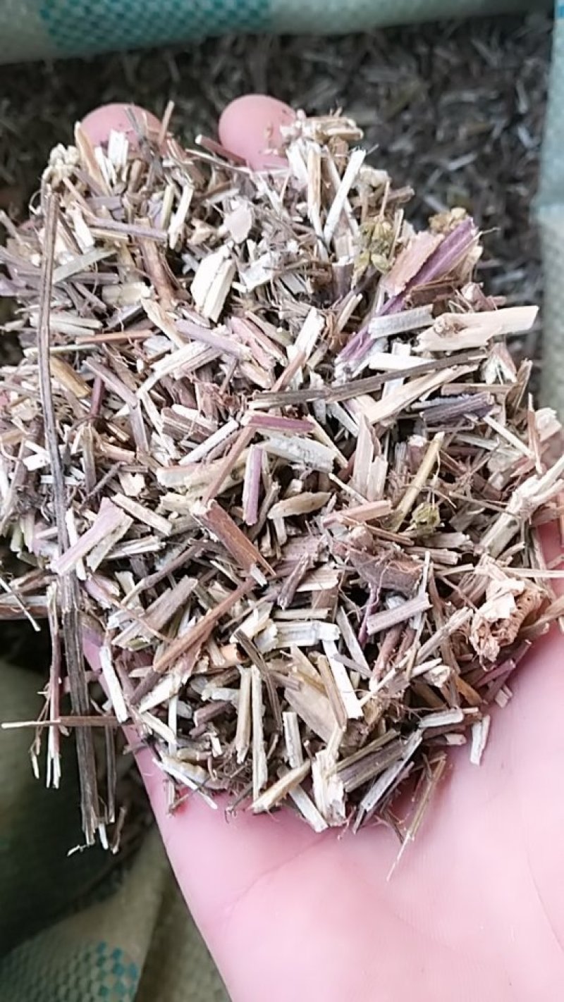 荆芥，中药材荆芥，荆芥中药材