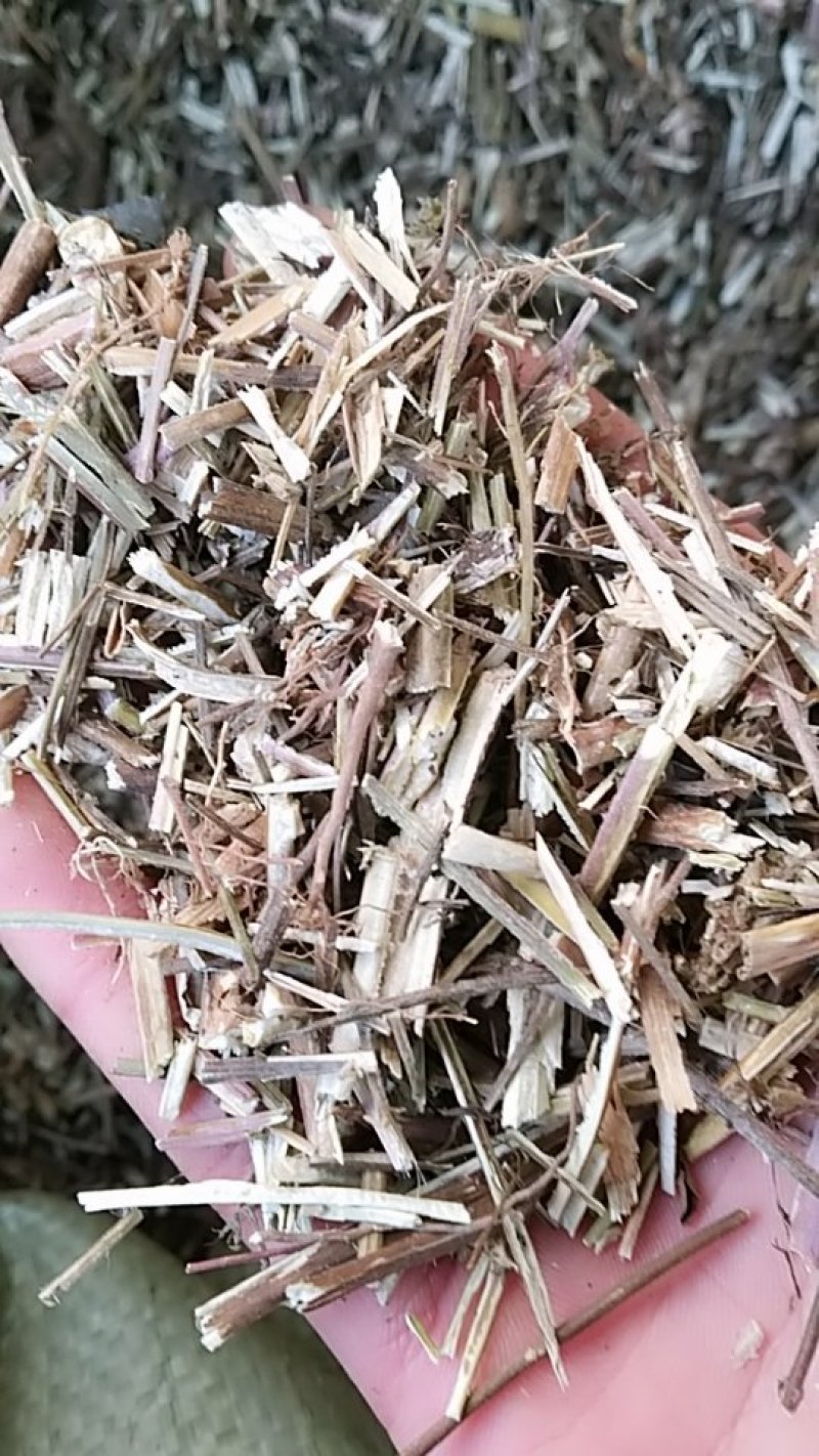 荆芥，中药材荆芥，荆芥中药材