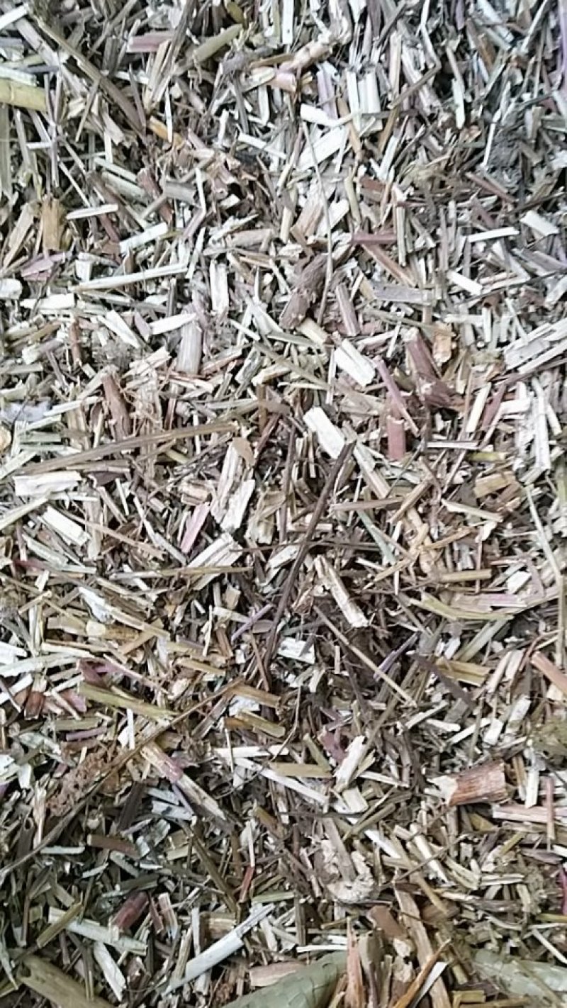 荆芥，中药材荆芥，荆芥中药材