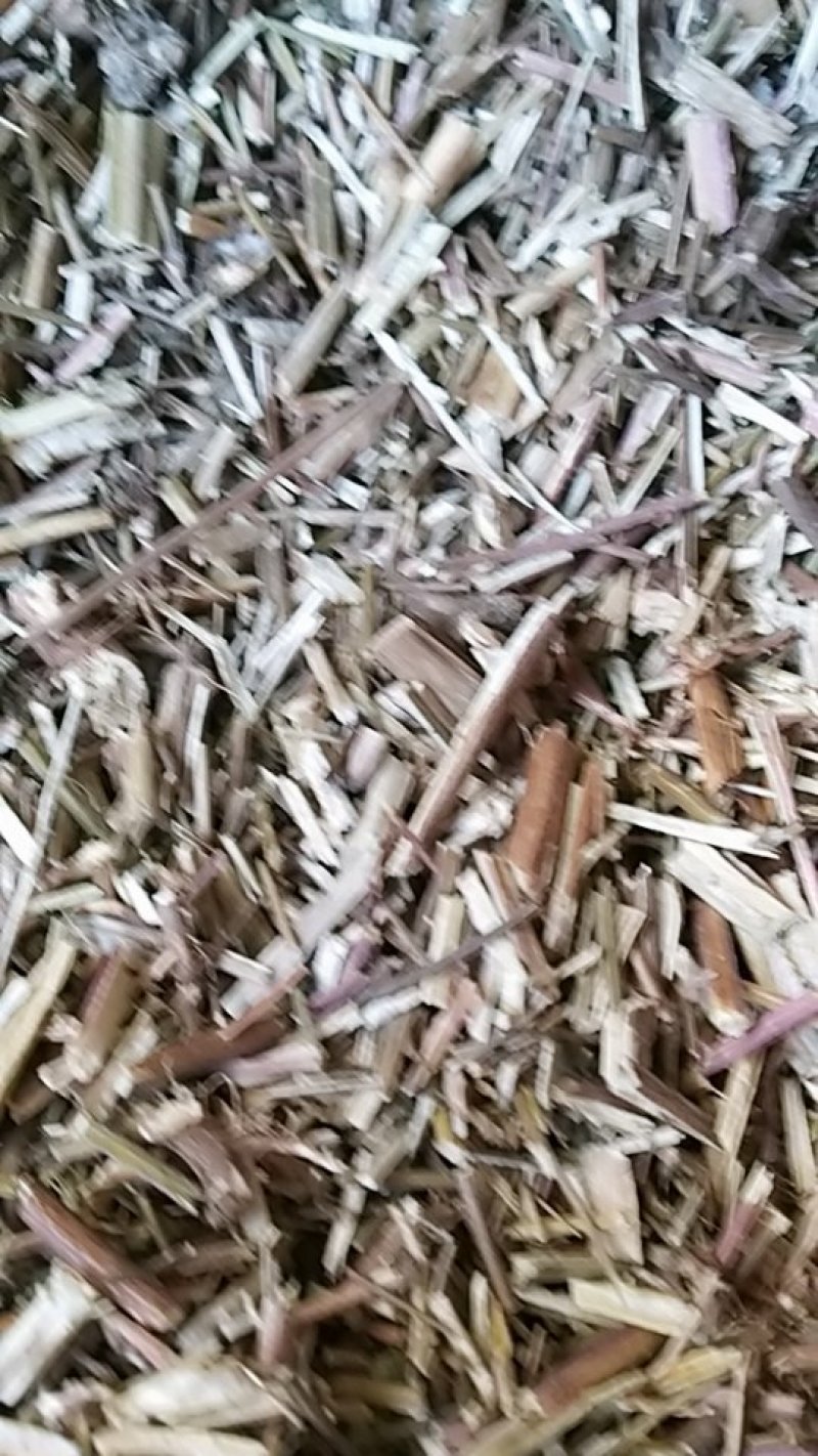 荆芥，中药材荆芥，荆芥中药材