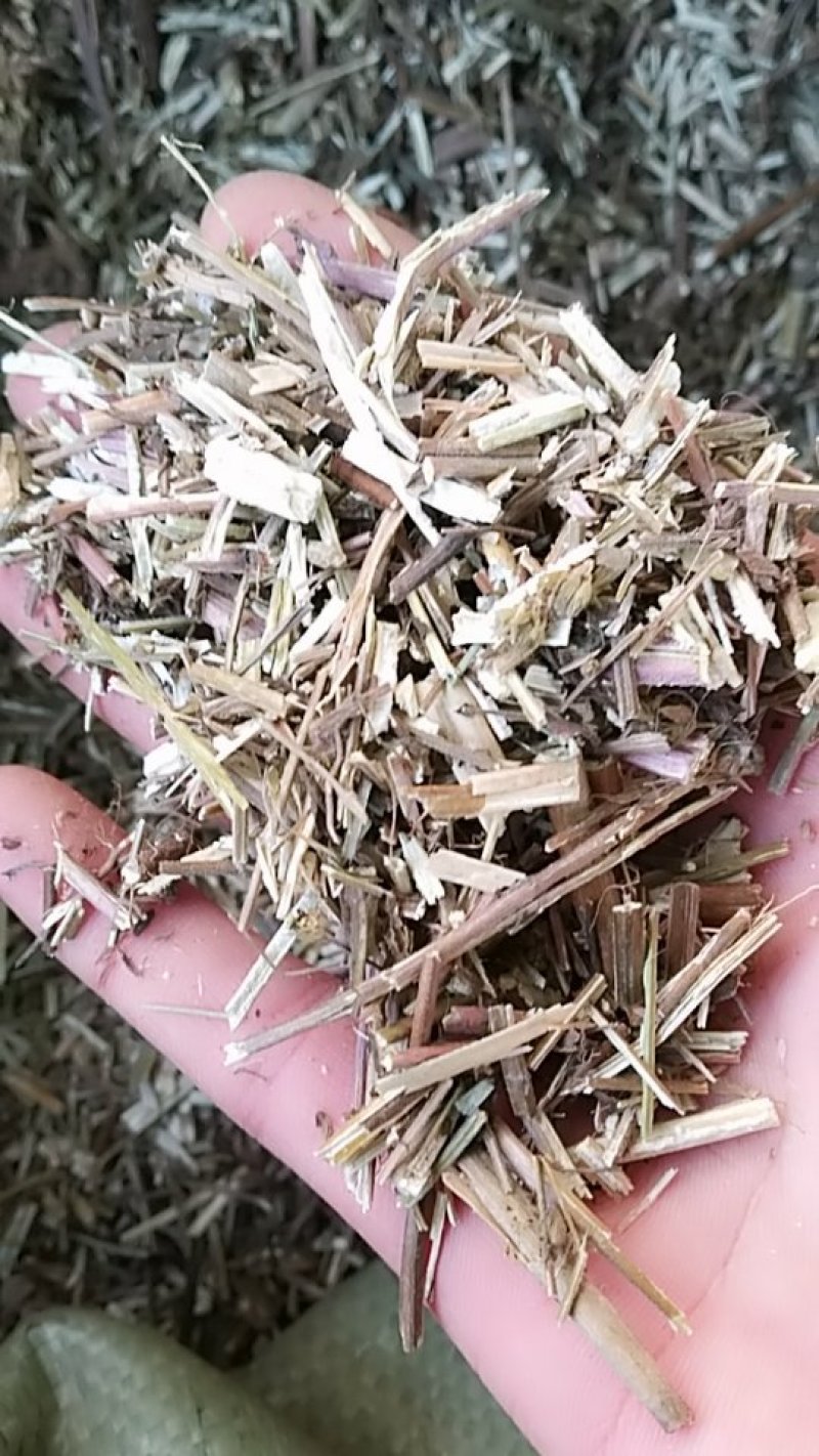 荆芥，中药材荆芥，荆芥中药材