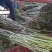 文玩核桃苗50~100cm1~2年结果铁核桃