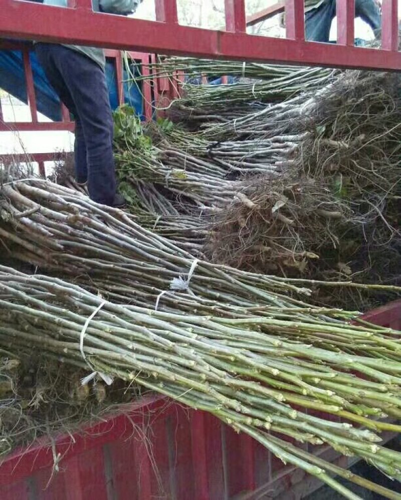 文玩核桃苗50~100cm1~2年结果铁核桃