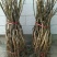 文玩核桃苗50~100cm1~2年结果铁核桃
