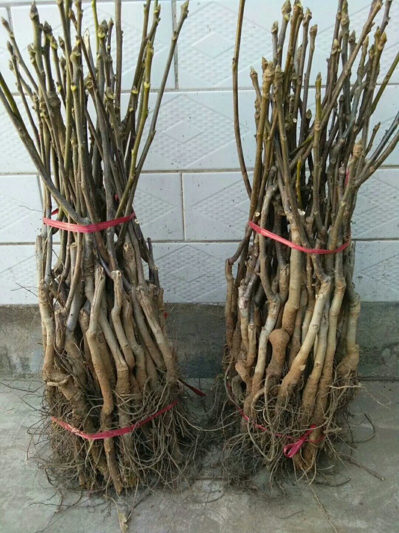 文玩核桃苗50~100cm1~2年结果铁核桃