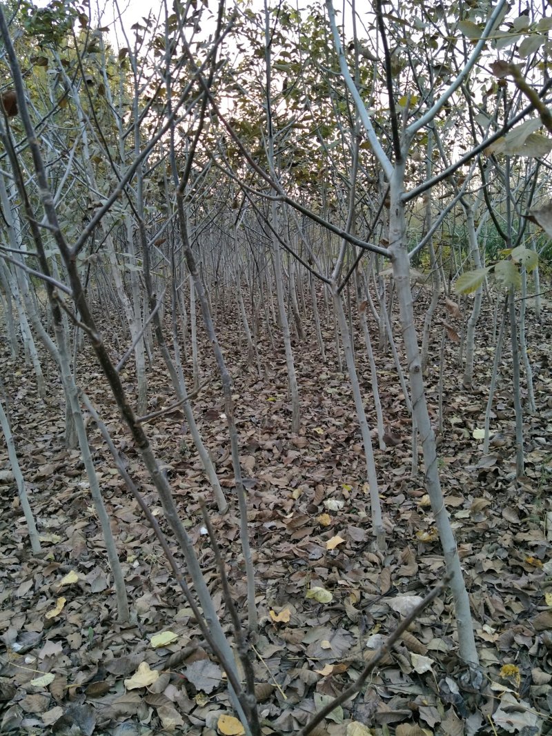 文玩核桃苗50~100cm1~2年结果铁核桃
