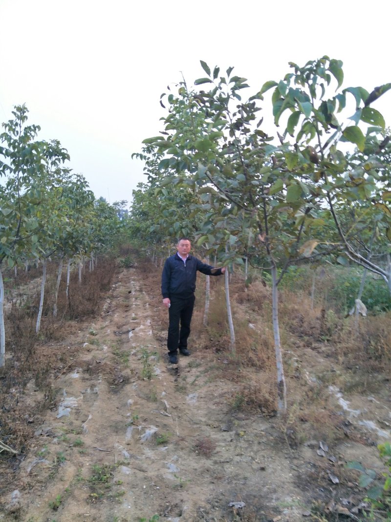 文玩核桃苗50~100cm1~2年结果铁核桃
