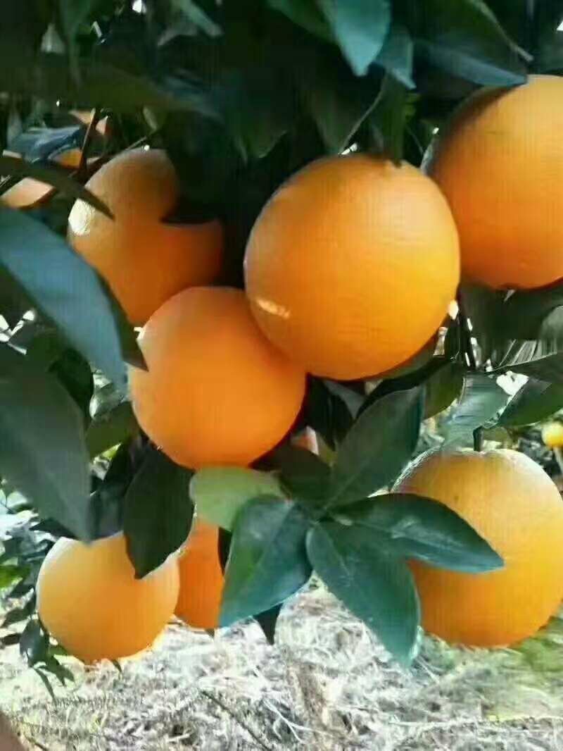 赣南脐橙，无添加任何添加剂和防腐剂，自然鲜甜，
