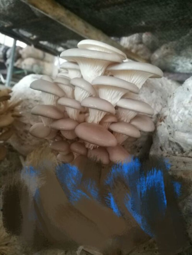 平菇蘑菇菌包菌棒批发零售菌包