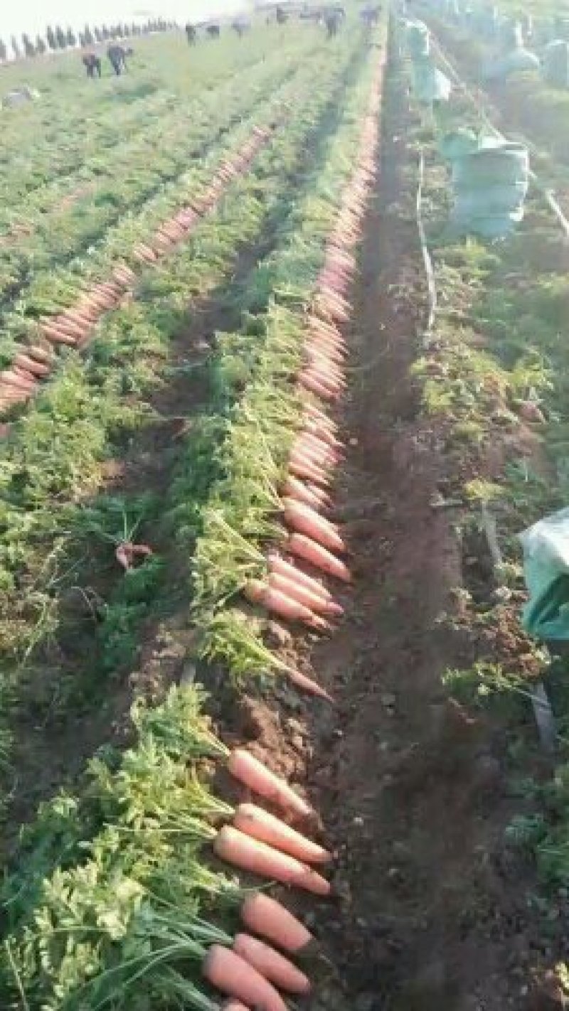 地里直接走货