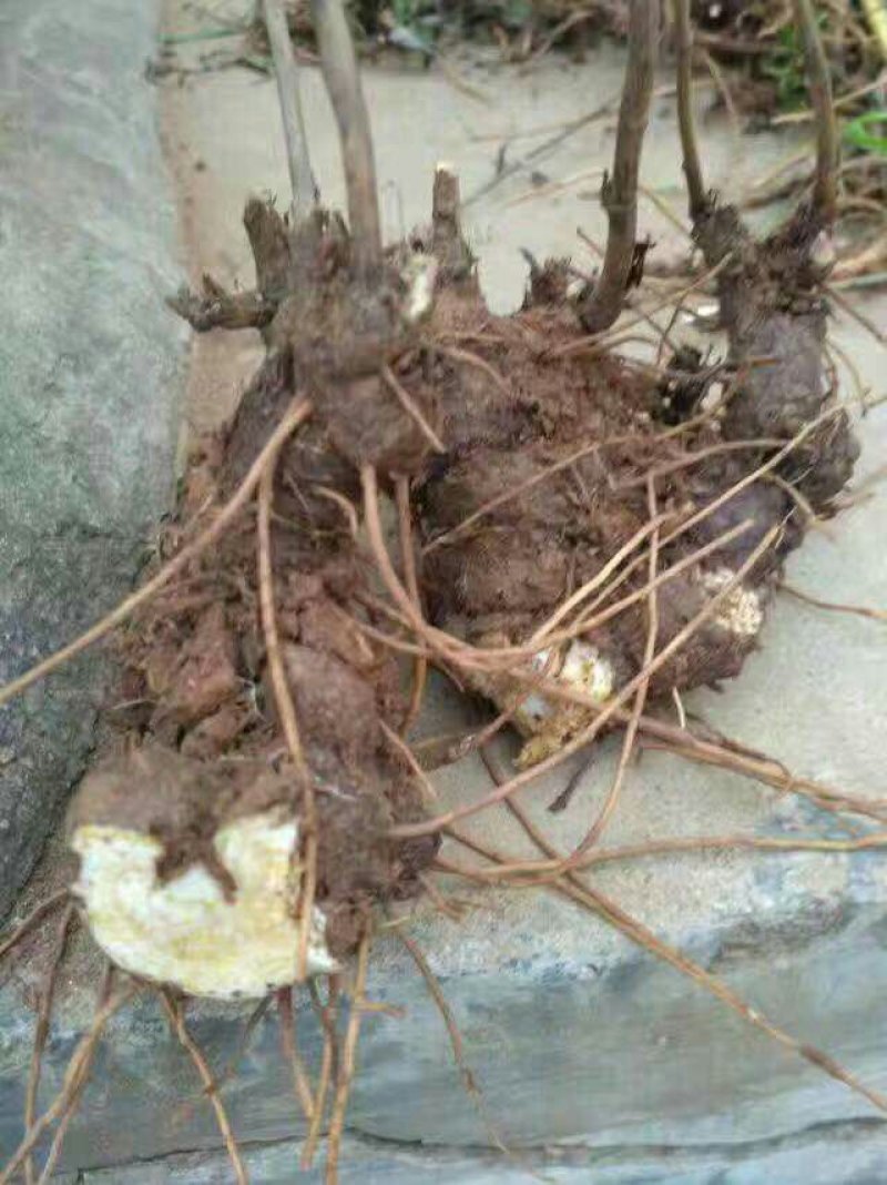 苍术，苍术种子，朱砂点北苍术籽