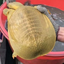 包邮顺丰快递甲鱼外塘生态甲鱼运到包活鳖