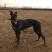 全活格力犬格惠犬成年犬出售