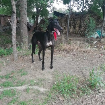 全活格力犬格惠犬成年犬出售