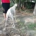 全活格力犬格惠犬成年犬出售