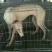 全活格力犬格惠犬成年犬出售