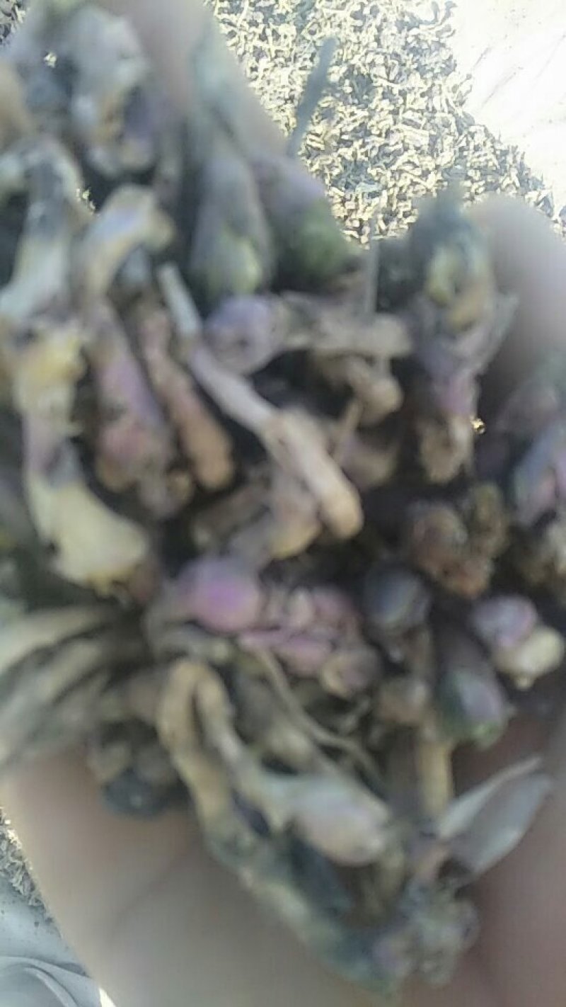 优质冬花
