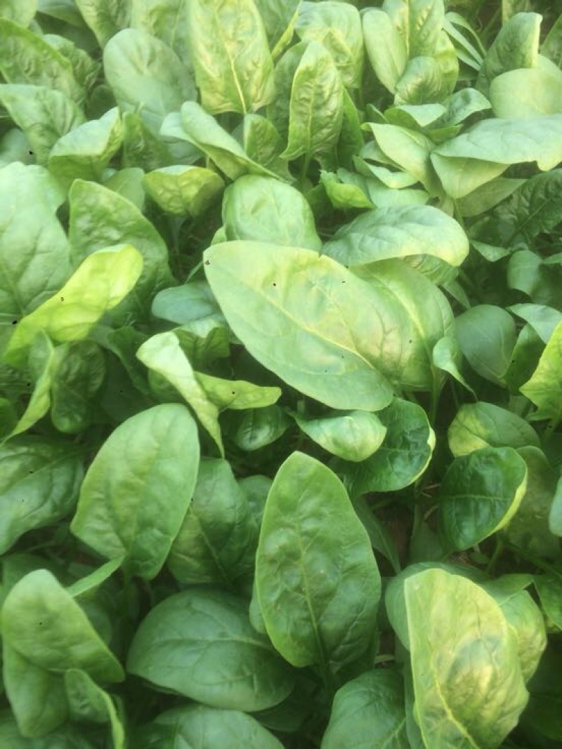 菠菜一级大量现货，基地直供